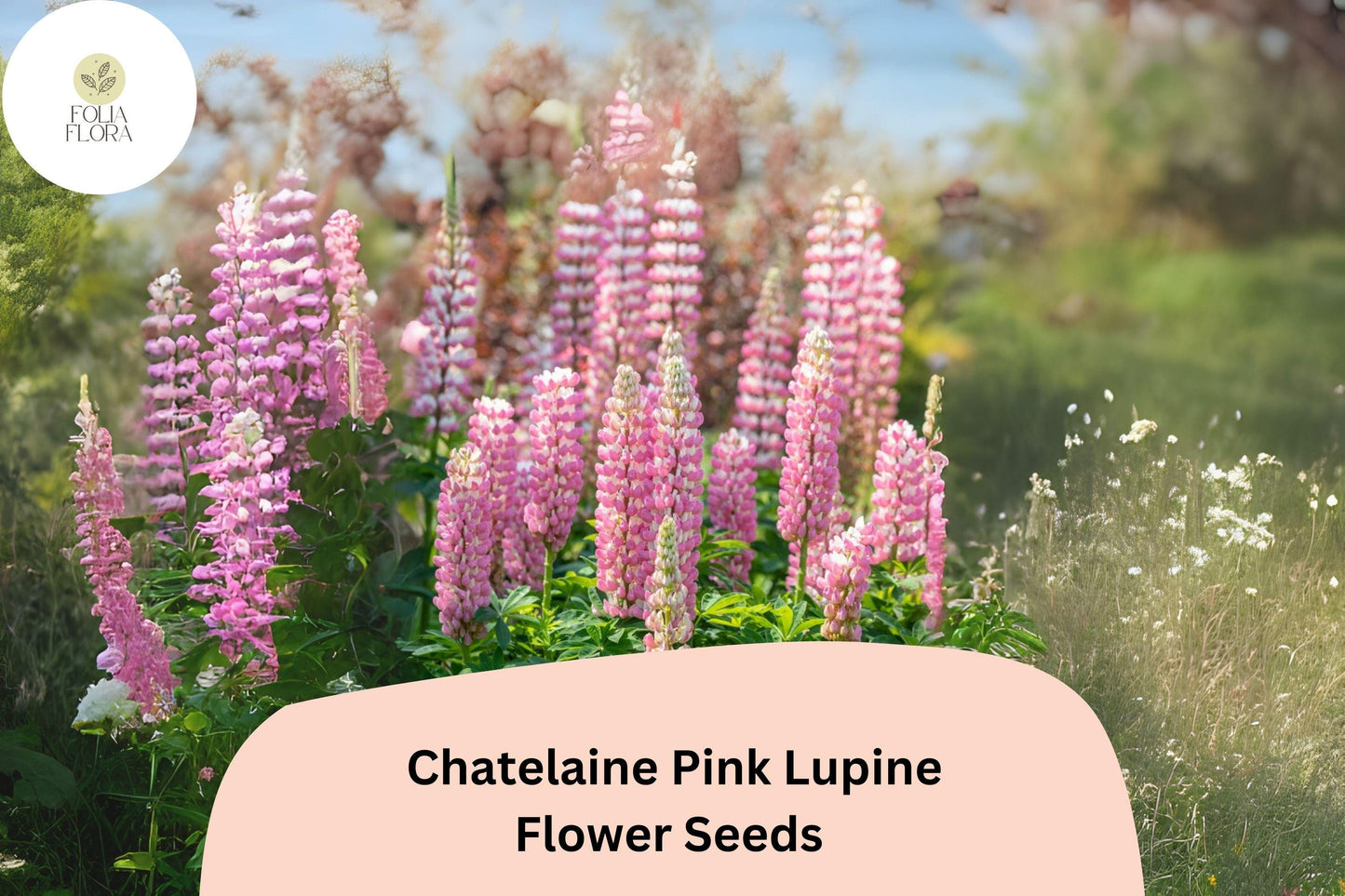 Lupinus ‘Chatelaine Pink’ Lupine Seeds – 25+ Elegant Pink Blooms for Pollinator Gardens