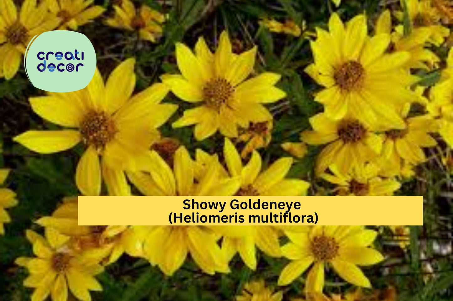 Showy Goldeneye Seeds (Heliomeris multiflora) – 100 Native Wildflower Seeds | Bright Yellow Blooms | Drought-Tolerant | Pollinator Friendly