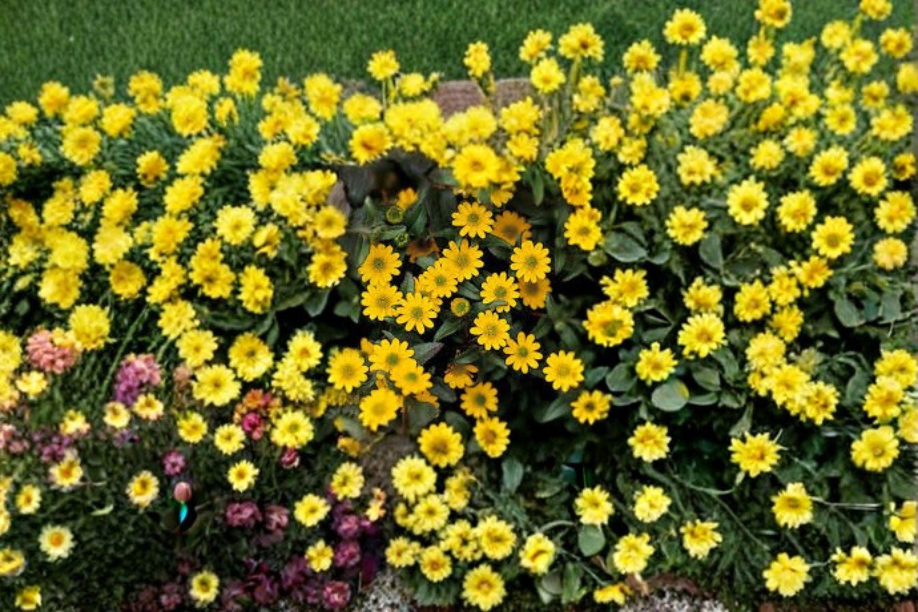 Creeping Zinnia – Sanvitalia procumbens 100 Seeds | Low-Growing Annual | Bright Yellow Blooms | Ground Cover Flower