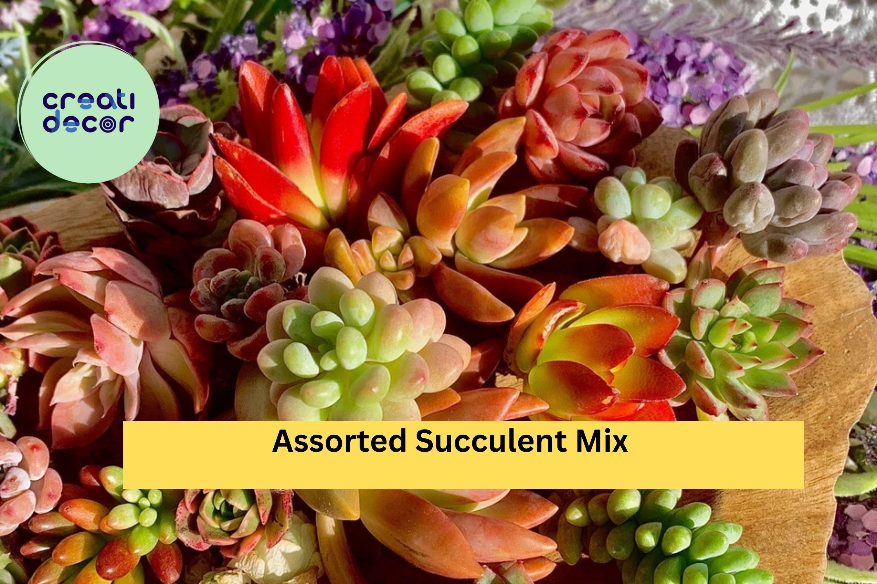 Assorted Succulent Cuttings – 12 Live Green Varieties (Echeveria, Sedum, Crassula Mix) 0.5–1.5” Imported Mini Plants for Propagation