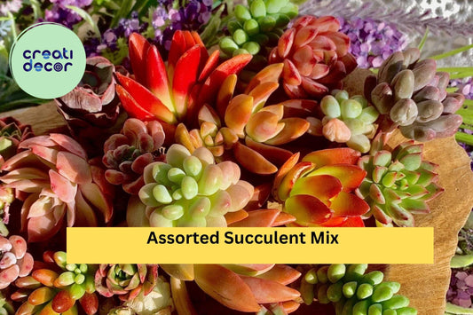 Assorted Succulent Cuttings – 12 Live Green Varieties (Echeveria, Sedum, Crassula Mix) 0.5–1.5” Imported Mini Plants for Propagation