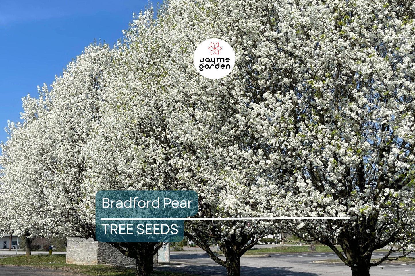 20 Bradford Pear Tree Seeds (Pyrus calleryana) – Fast Growing, 50ft Ornamental, Cold Hardy to Zone 4