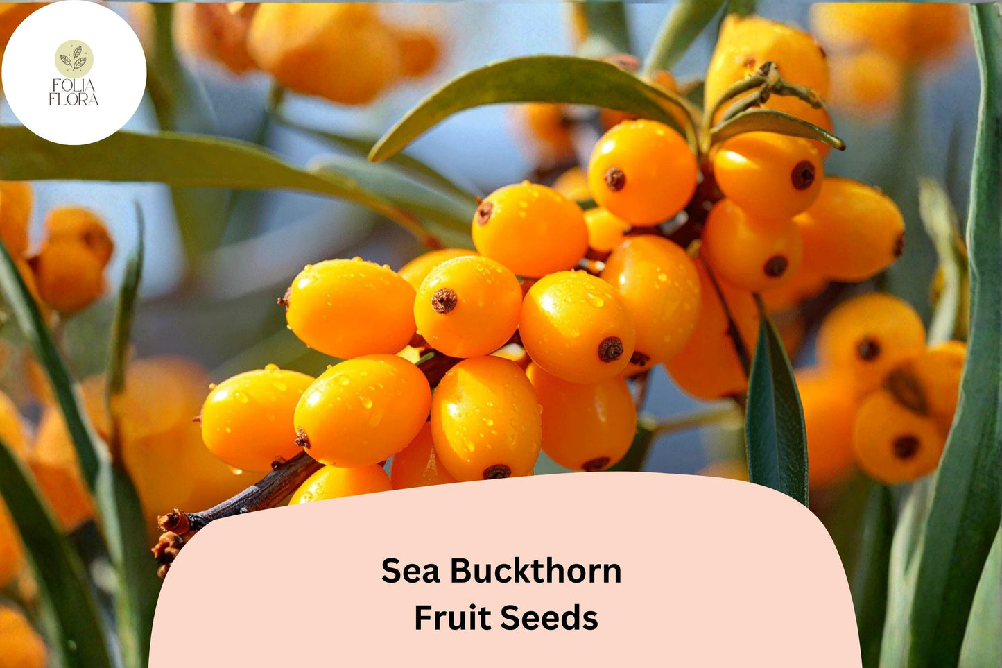 Sea Buckthorn Seeds (Hippophae rhamnoides) | 20 Premium Seeds for Planting | Hardy Shrub with Bright Orange Berries