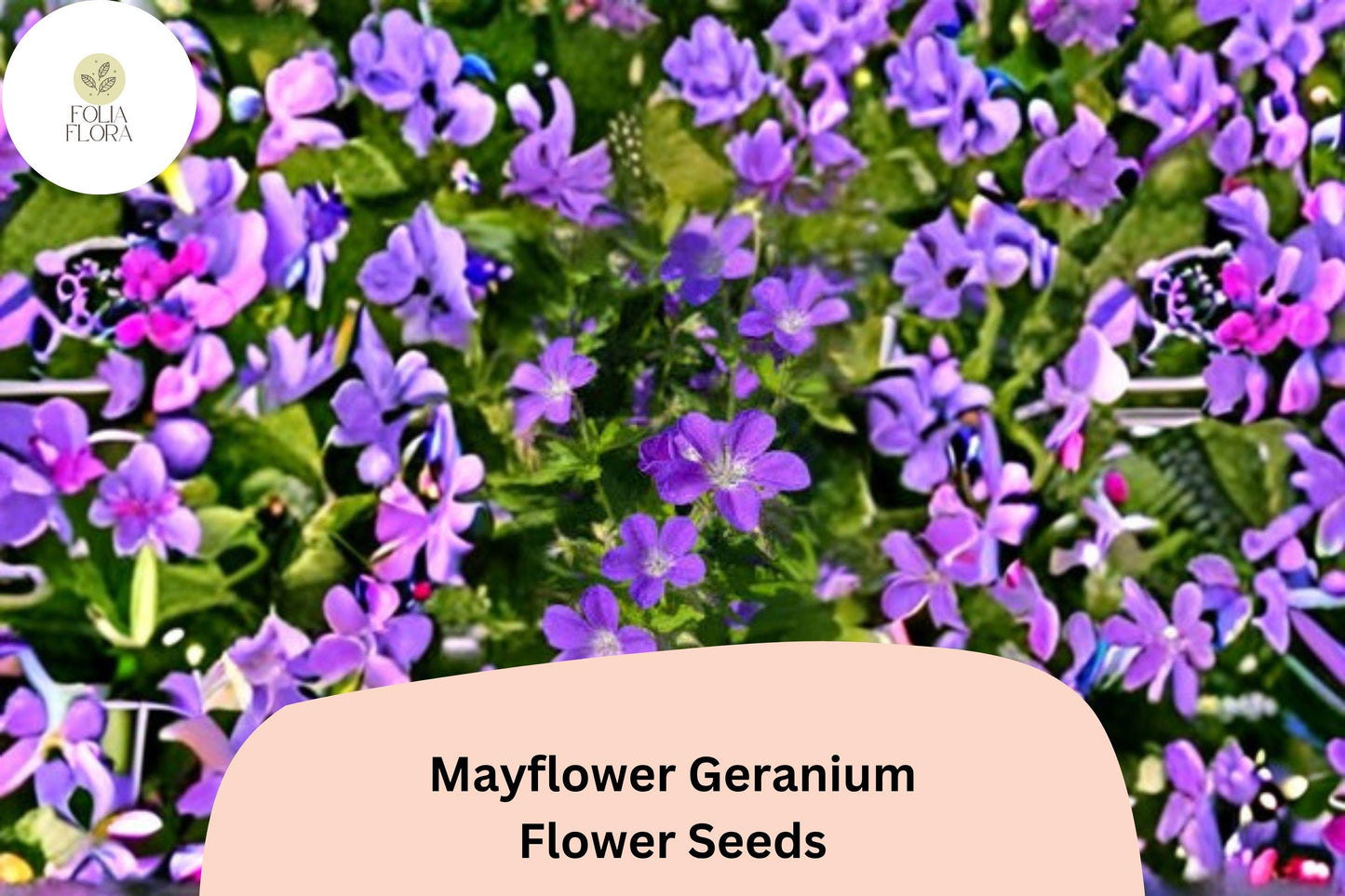 25+ Mayflower Geranium Seeds | Hardy Perennial | Purple Geranium Blooms for Garden & Pollinator Borders