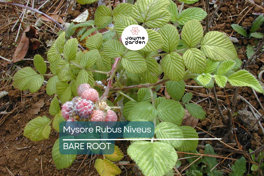 Mysore Black Raspberry Plant (Rubus niveus) – 1 Bare Root Starter, Ever-Bearing, Sweet Fruit Bush for Warm Climates, Zones 9-11