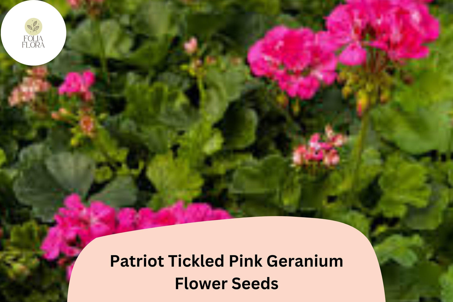 25+ Patriot Tickled Pink Geranium Seeds | Hardy Perennial | Bright Pink Blooms for Garden Beds & Containers