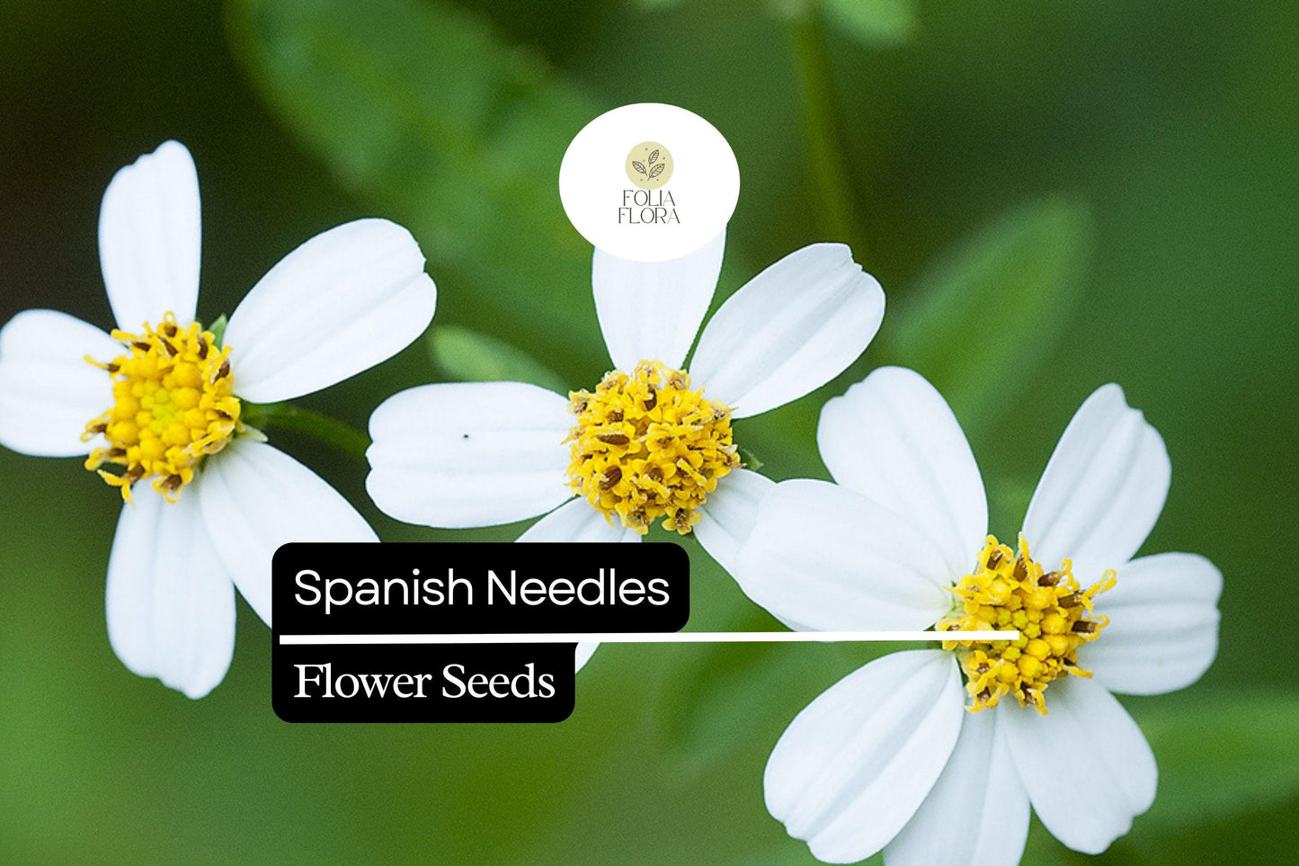Spanish Needles Seeds (Bidens alba) | 25 Seeds | Pollinator Magnet with White Daisylike Flowers | Edible, Easy to Grow & Drought-Tolerant
