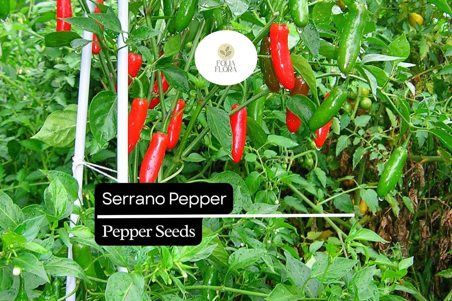 25 Serrano Pepper Seeds – Capsicum annuum – Heirloom, Spicy & Flavorful, High-Yielding