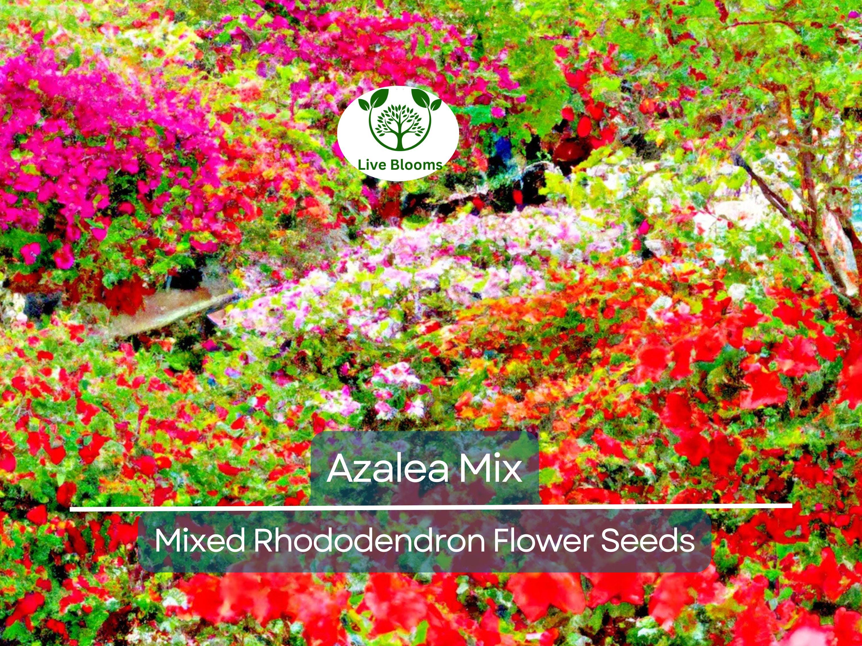 50 Azalea Seed Mix, Mixed Rhododendron Flower Colors, Colorful Shrub Bush, Hardy Perennial, for Gardens, Landscapes & Floral Arrangements