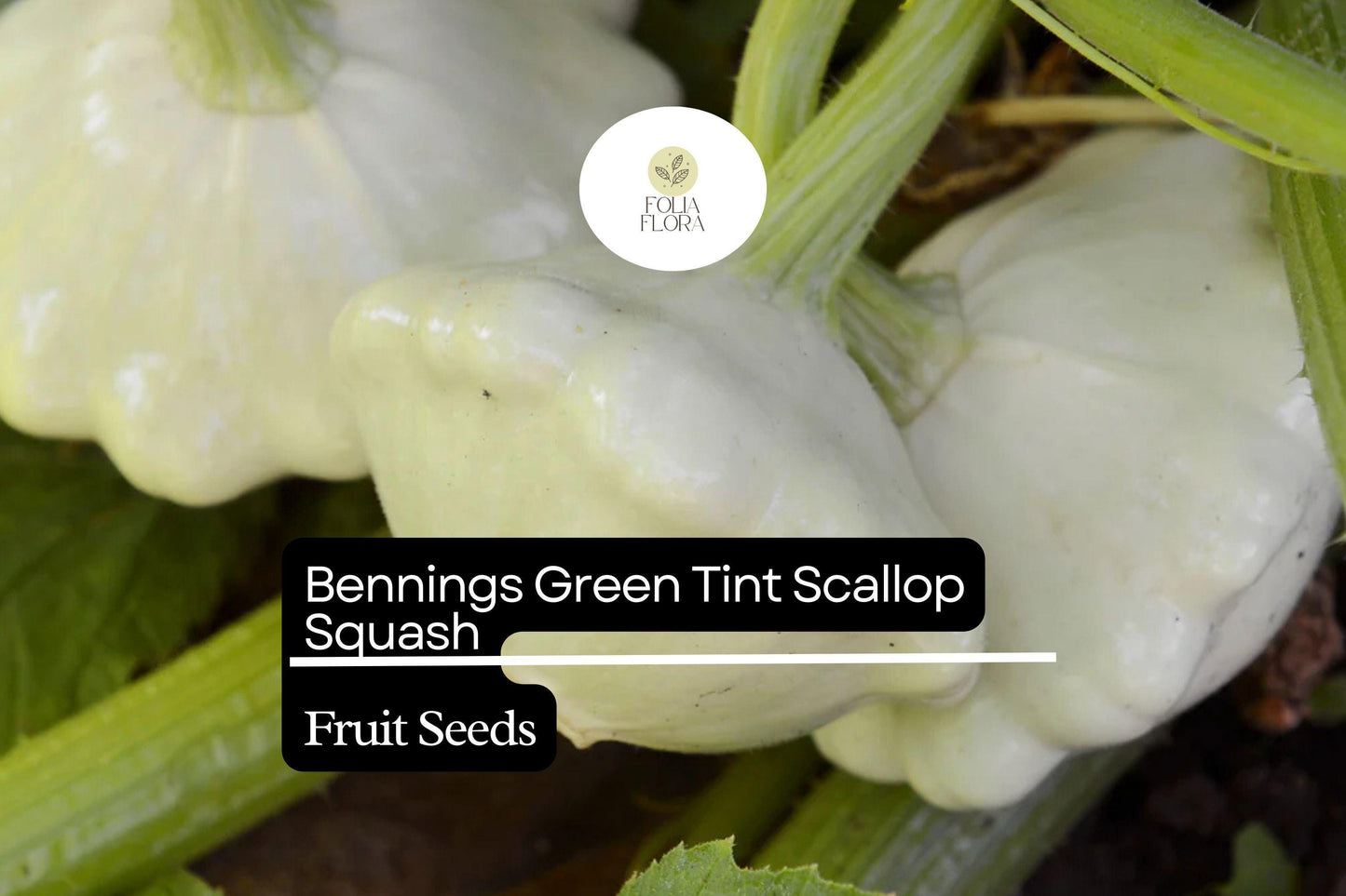 15 Seeds Bennings Green Tint Scallop Squash (Cucurbita pepo) – Heirloom Pattypan Squash with Tender Flavor