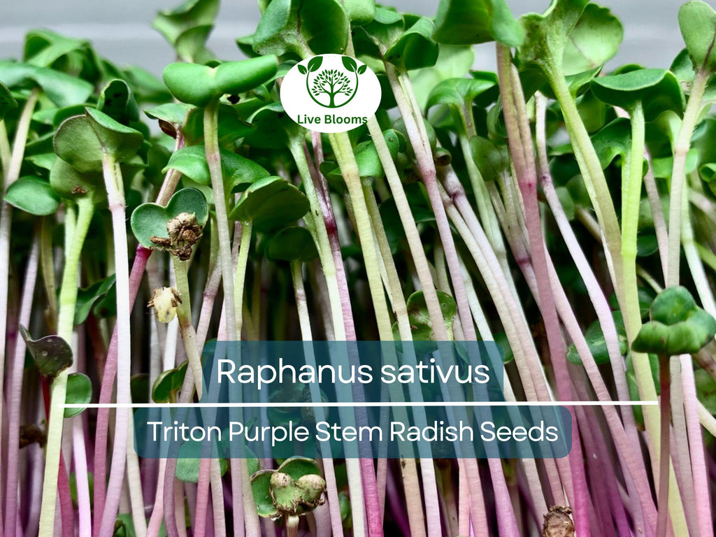 80 Seeds Radish Triton Purple Stem – Raphanus sativus | Heirloom Radish Seeds for Planting, Gardening & Crisp Purple Harvests
