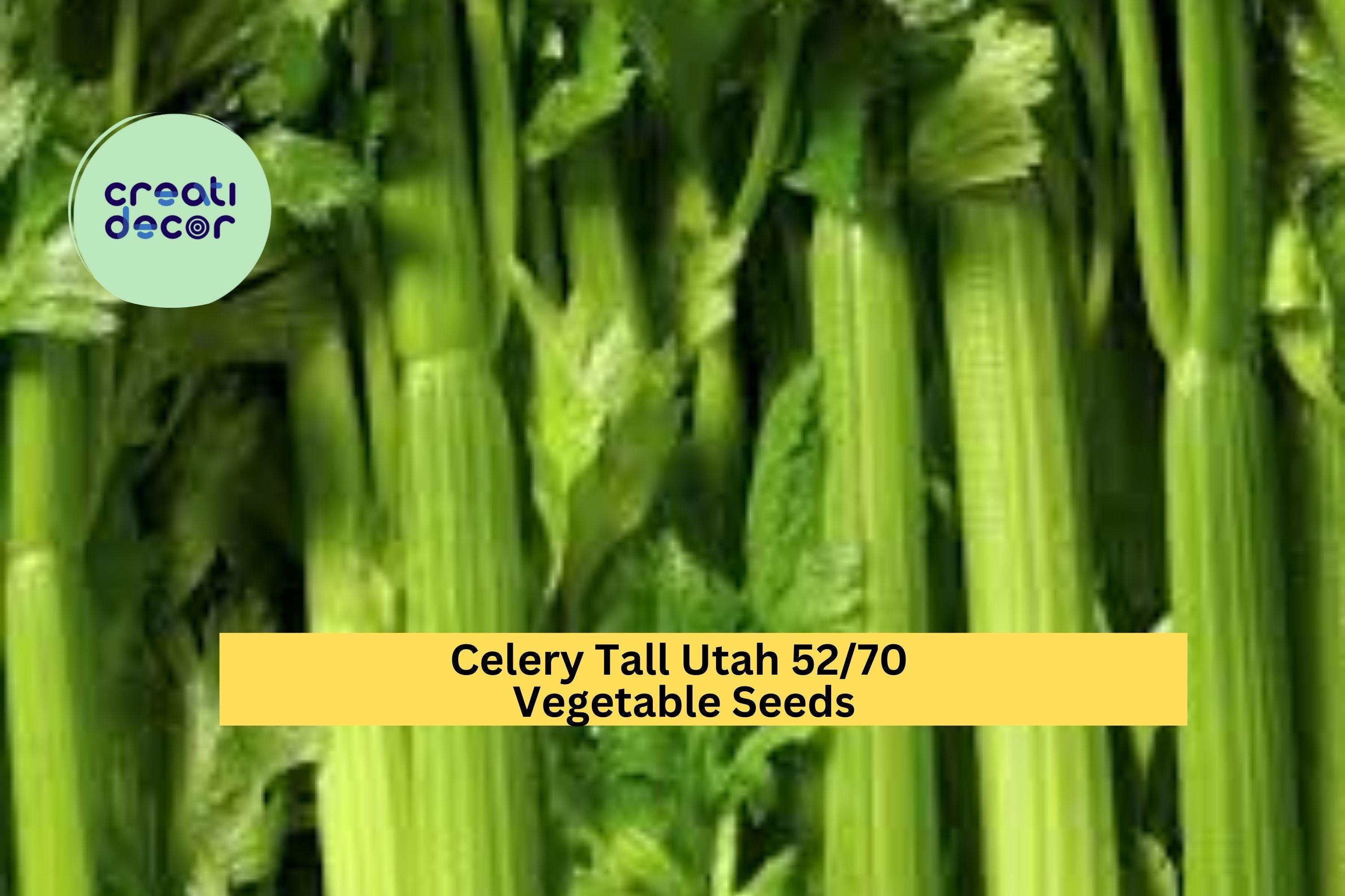 3pcs x 1g Tall Utah Celery Seeds – Crisp Heirloom Stalks for Garden Beds, Raised Rows, or Container Growing Seeds for Planting