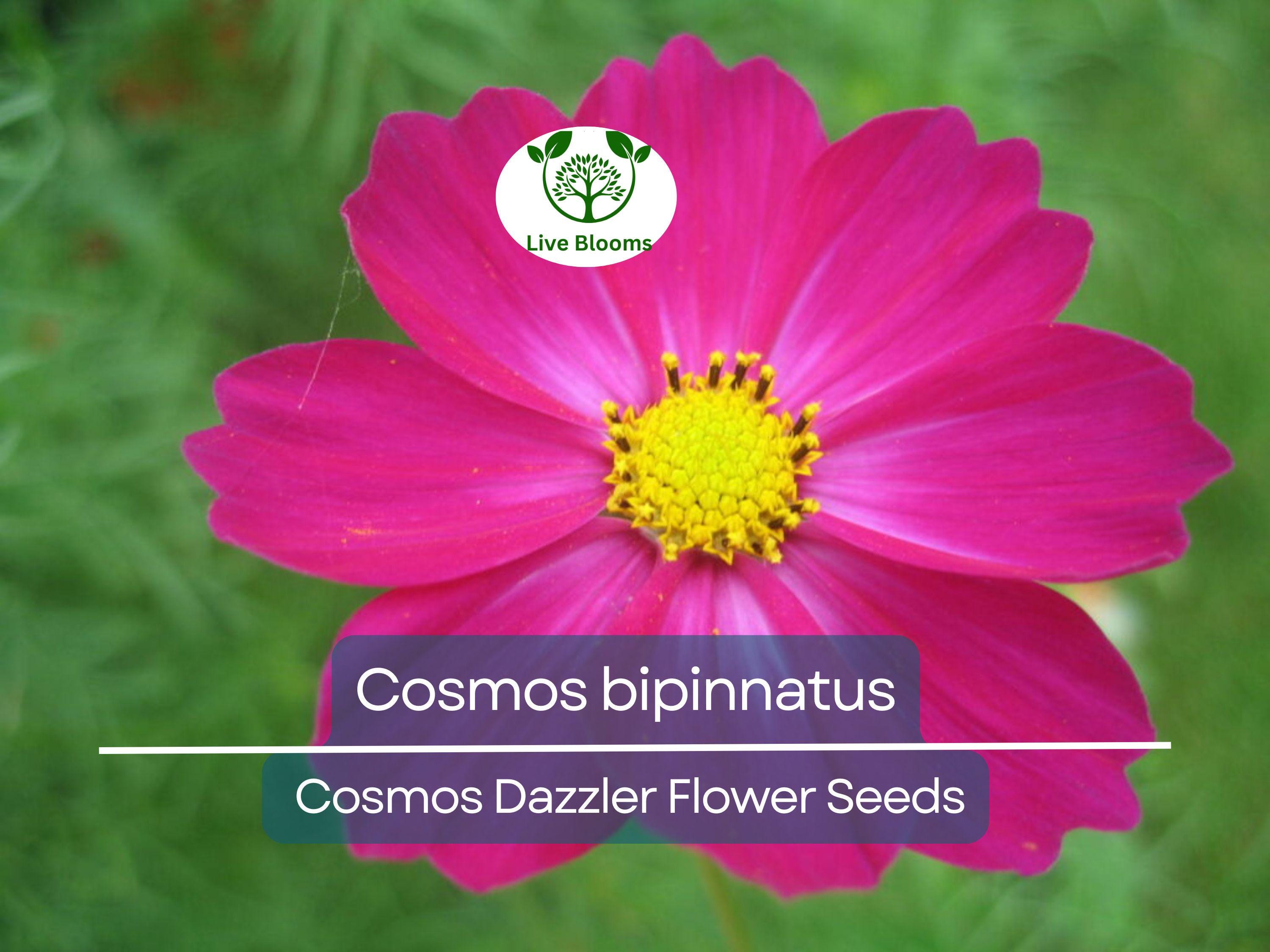 1 Gram Seeds Cosmos Dazzler for Planting | Cosmos bipinnatus Vibrant Pink Blooms for Gardens, Pollinator Habitats & Decorative Landscaping