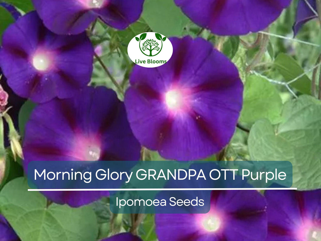 100 Morning Glory Grandpa Ott Seeds – Purple Heirloom Vine | Ipomoea purpurea | Climbing 15' | Non-GMO Fast-Growing Flower