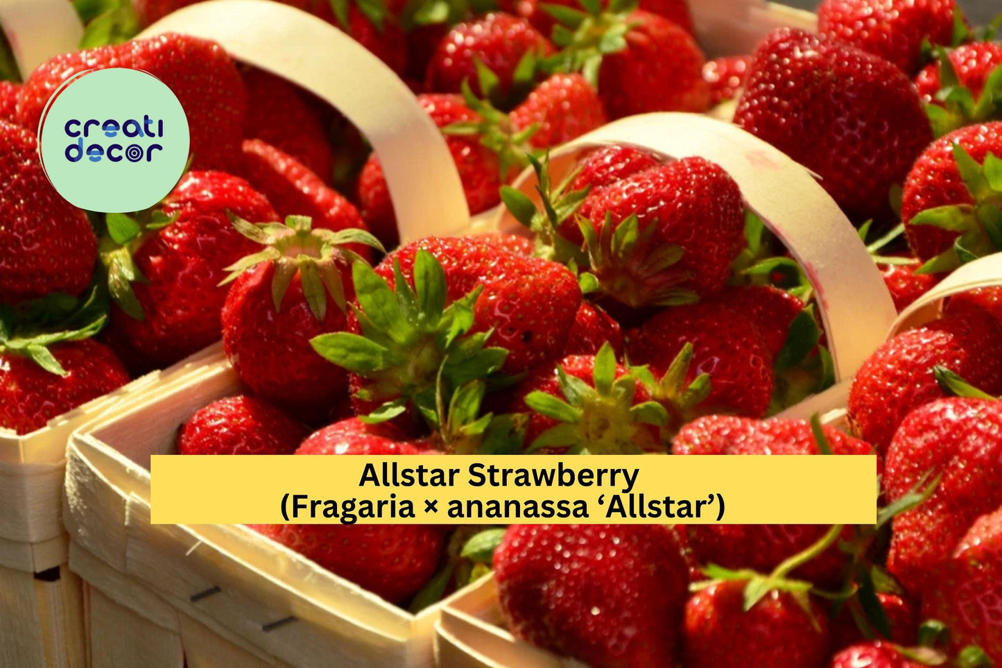 Allstar Strawberry Bare Root Plants – Set of 5 – Fragaria × ananassa ‘Allstar’ – Mid-Season June-Bearing Fruit Variety