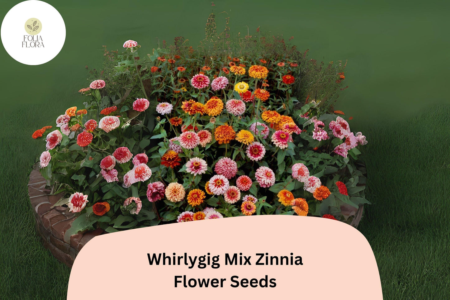 100+ Whirlygig Mix Zinnia Seeds – Bi-Color Blooms for Garden Borders & Cut Flower Arrangements