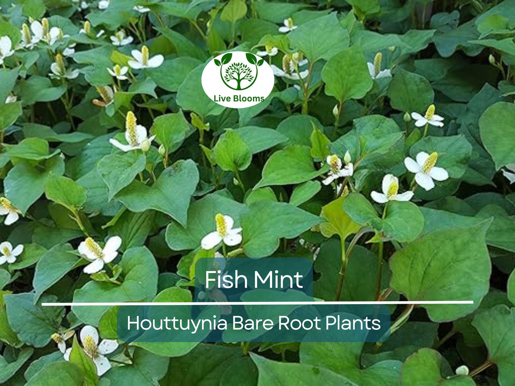 15 Live Bare Root Fish Mint Plants - Houttuynia Cordata Asian Herb - Edible Ground Cover - Rare Live Perennial Starter