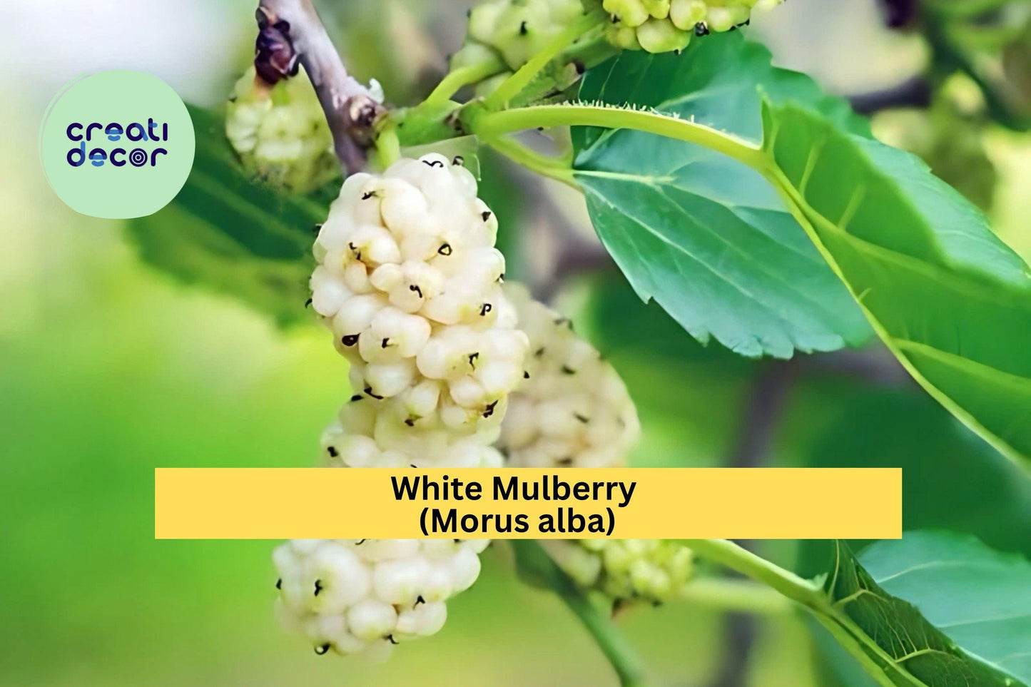 White Mulberry Trees – Set of 2 – Morus alba Live Starter Plants – Fast-Growing Sweet Fruit Trees for Garden or Orchard