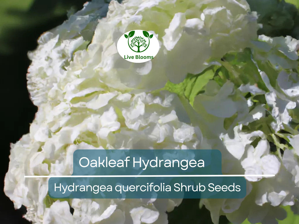 50 Hydrangea Seeds - White Flower Bush, Shrub, Oakleaf Hydrangea (Hydrangea quercifolia), Hardy Plant, Garden Starter, Landscaping Plant