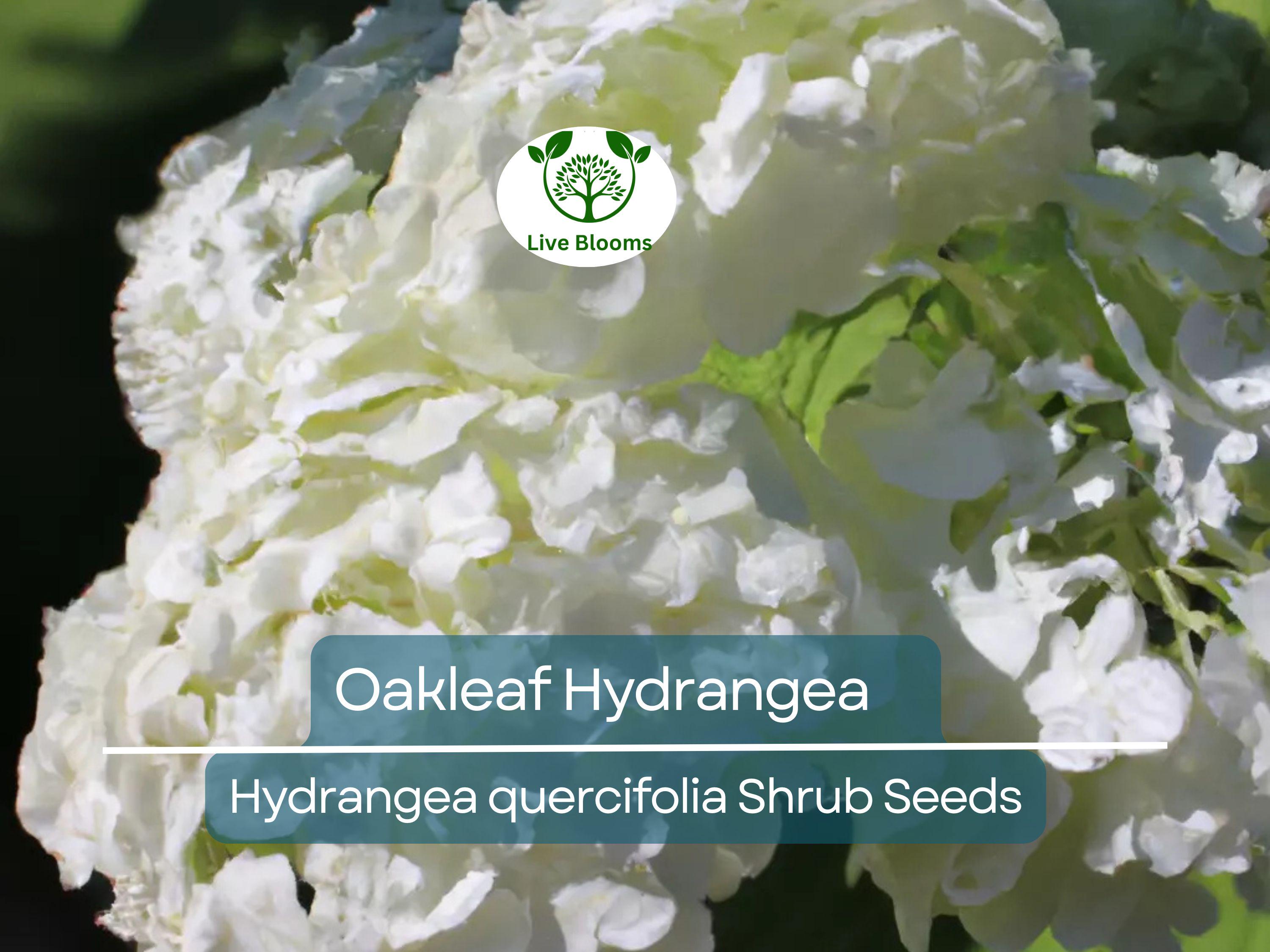50 Hydrangea Seeds - White Flower Bush, Shrub, Oakleaf Hydrangea (Hydrangea quercifolia), Hardy Plant, Garden Starter, Landscaping Plant