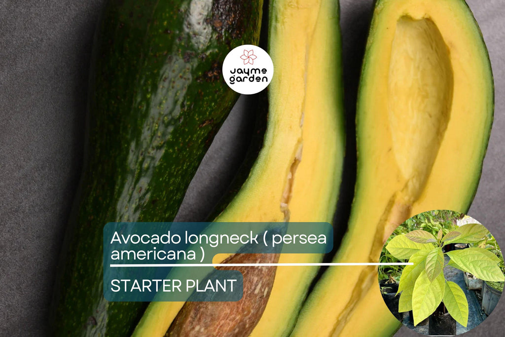 1 Avocado Longneck Tree - Live Tropical Fruit Seedling 1’-2’ Tall | Year-Round Fruit | Easy Care for Gardens