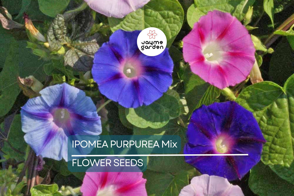 20 Ipomoea Purpurea Mix Tall Morning Glory Seeds - Fast Hardy Climber, Blue, Purple, Pink Flowers, 8-10 ft Vine, Attracts Pollinators