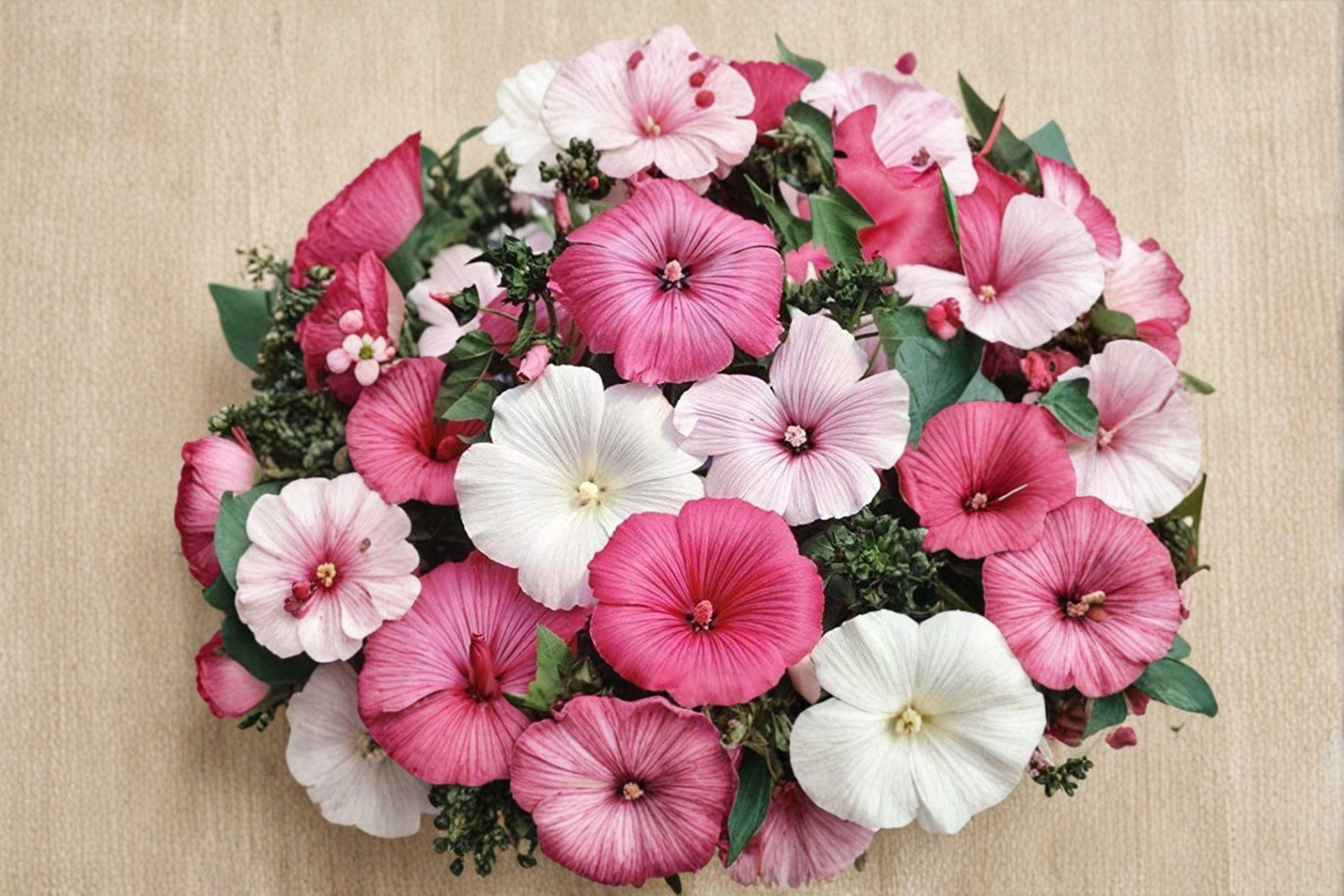 Rose Mallow – Dwarf Mix 40 Seeds | Compact Hardy Hibiscus | Mixed Bloom Colors | Pollinator-Friendly Perennial
