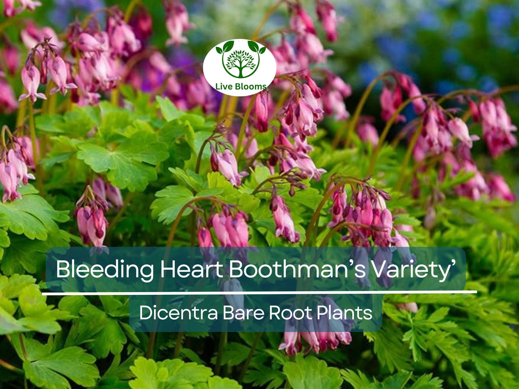 1 Bleeding Heart ‘Boothman’s Variety’ – Bare Root Dicentra Plant – Shade-Loving Summer Perennial with Pink Heart-Shaped Flowers