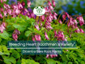 1 Bleeding Heart ‘Boothman’s Variety’ – Bare Root Dicentra Plant – Shade-Loving Summer Perennial with Pink Heart-Shaped Flowers