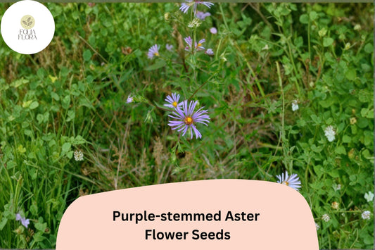 350 Symphyotrichum puniceum Seeds | Purple-stemmed Aster | Native Wildflower for Pollinator Gardens