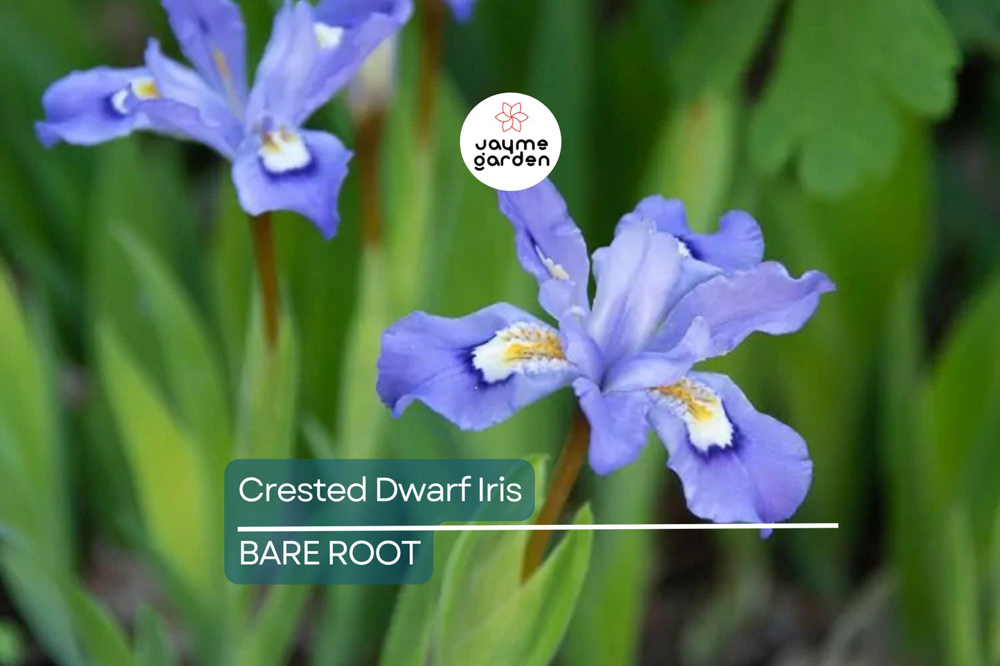 5 Crested Dwarf Iris Bare Root Plants – Organic Wildflower, Shade Perennial, Easy to Grow