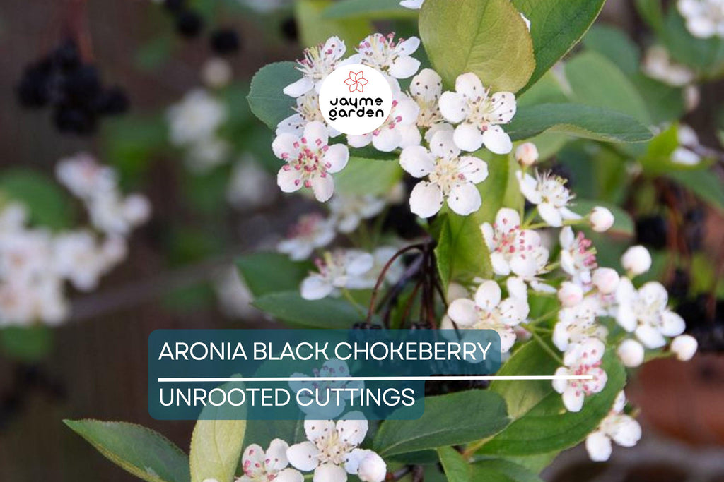 Aronia Black Chokeberry Cuttings - Set of 12 Unrooted, 6-8" Long, Aronia melanocarpa, Ideal for Propagation