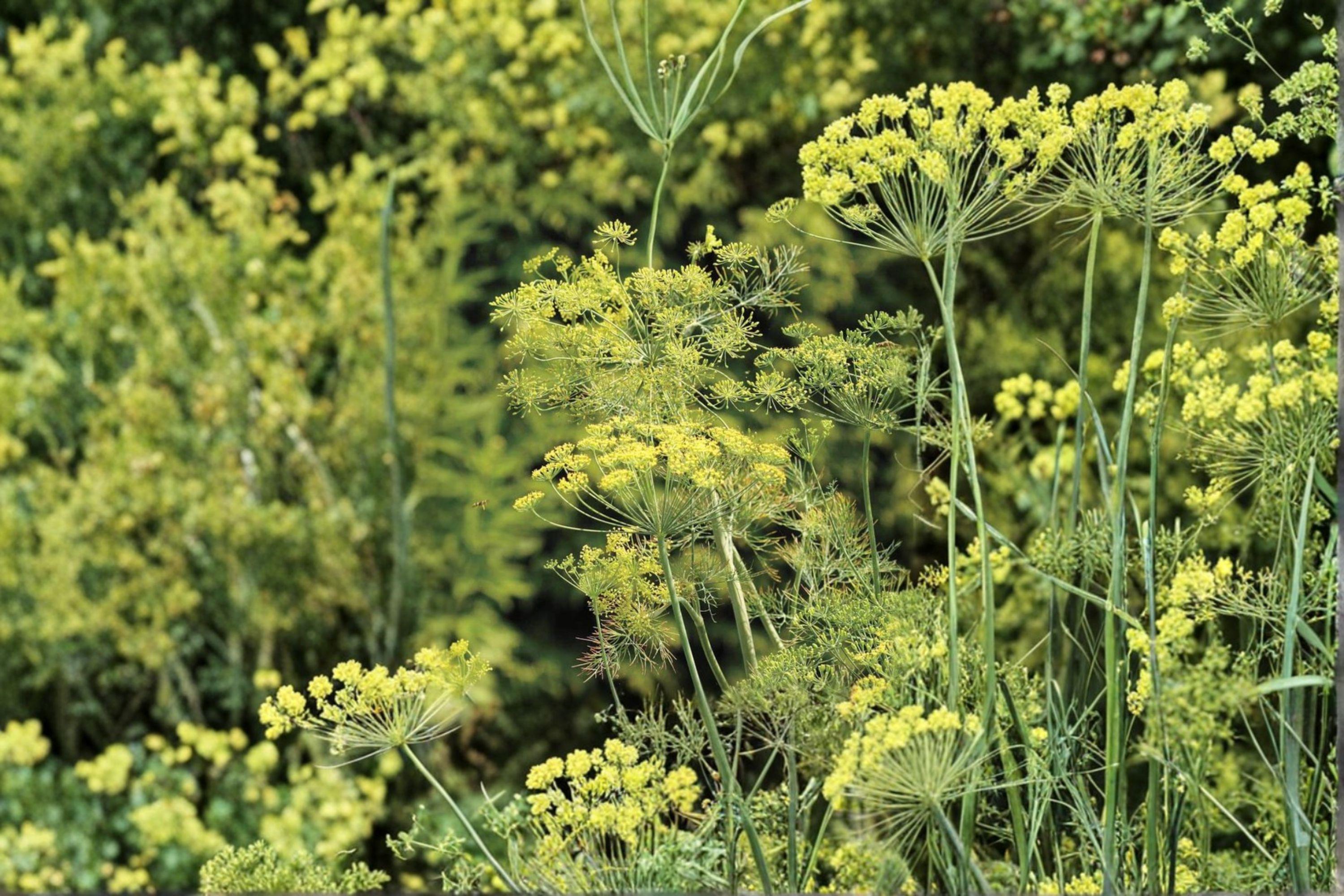 Dill – Bouquet 700 Seeds | Classic Heirloom Dill | Aromatic Leaves & Seed Heads | Perfect for Pickling