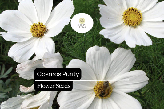 200+ Purity Cosmos Seeds | Cosmos Bipinnatus White Blooms | Annual Garden Flower Seeds for Planting