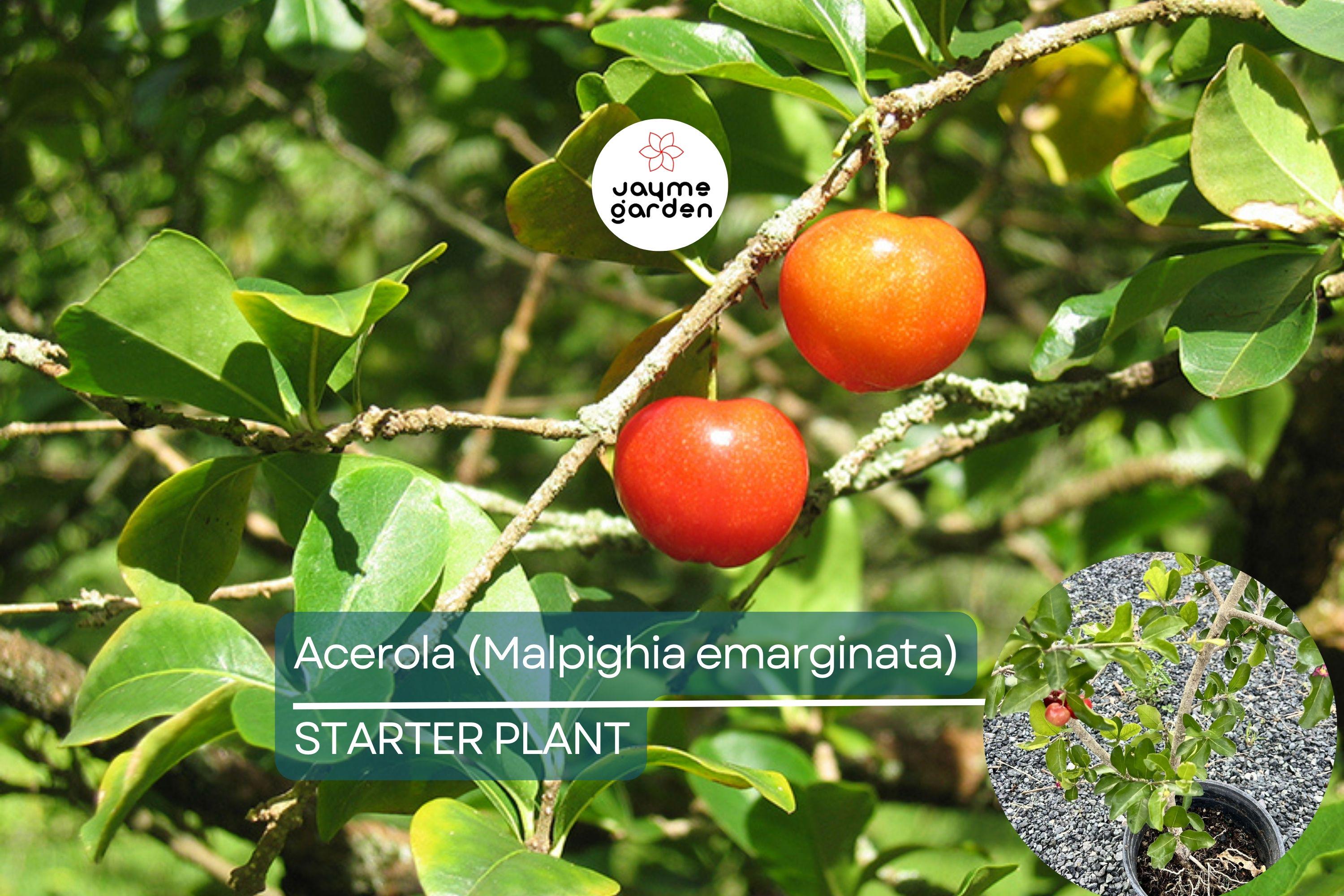 Acerola Fruit Tree (Malpighia emarginata) Live Starter Plant 2’-3’ Tall – Ready to Fruit, Tropical Vitamin C Powerhouse