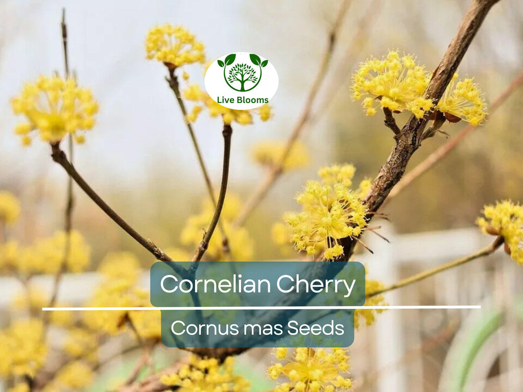 15 Cornelian Cherry Tree Seeds | Cornus mas, Edible Dogwood Berry Shrub, Fruit-bearing, Non-GMO, Hardy Shrub for Garden & Orchard