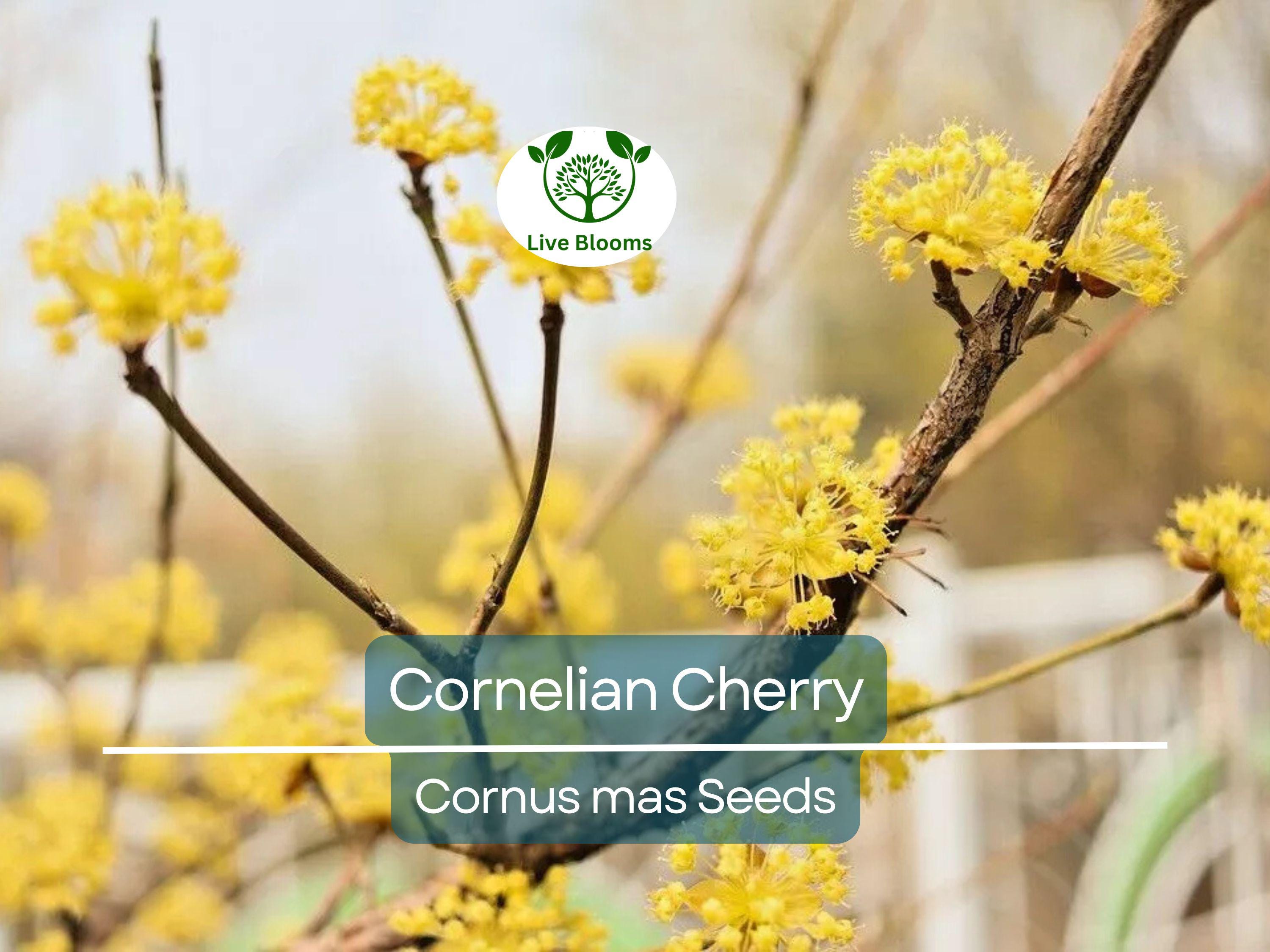 15 Cornelian Cherry Tree Seeds | Cornus mas, Edible Dogwood Berry Shrub, Fruit-bearing, Non-GMO, Hardy Shrub for Garden & Orchard