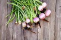 Turnip – Purple Top White Globe 300 Seeds | Classic Heirloom Turnip | Sweet White Roots | Dual-Purpose Greens & Roots