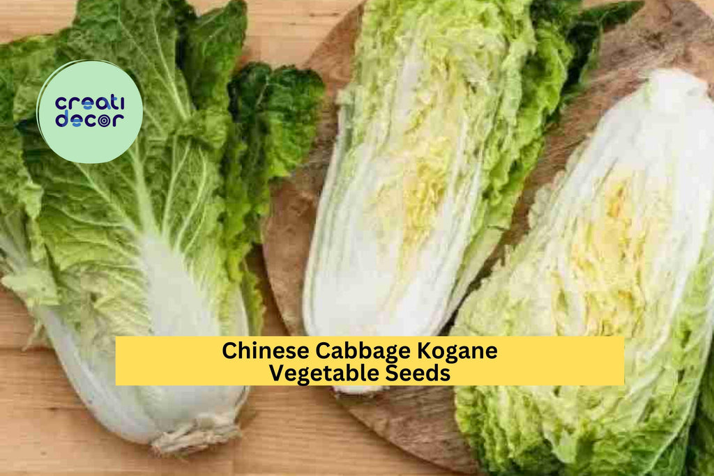 3pcs x 500mg Chinese Cabbage Kogane Seeds – Crisp Asian Greens for Garden Beds, Raised Rows, or Container Growing Seeds for Planting