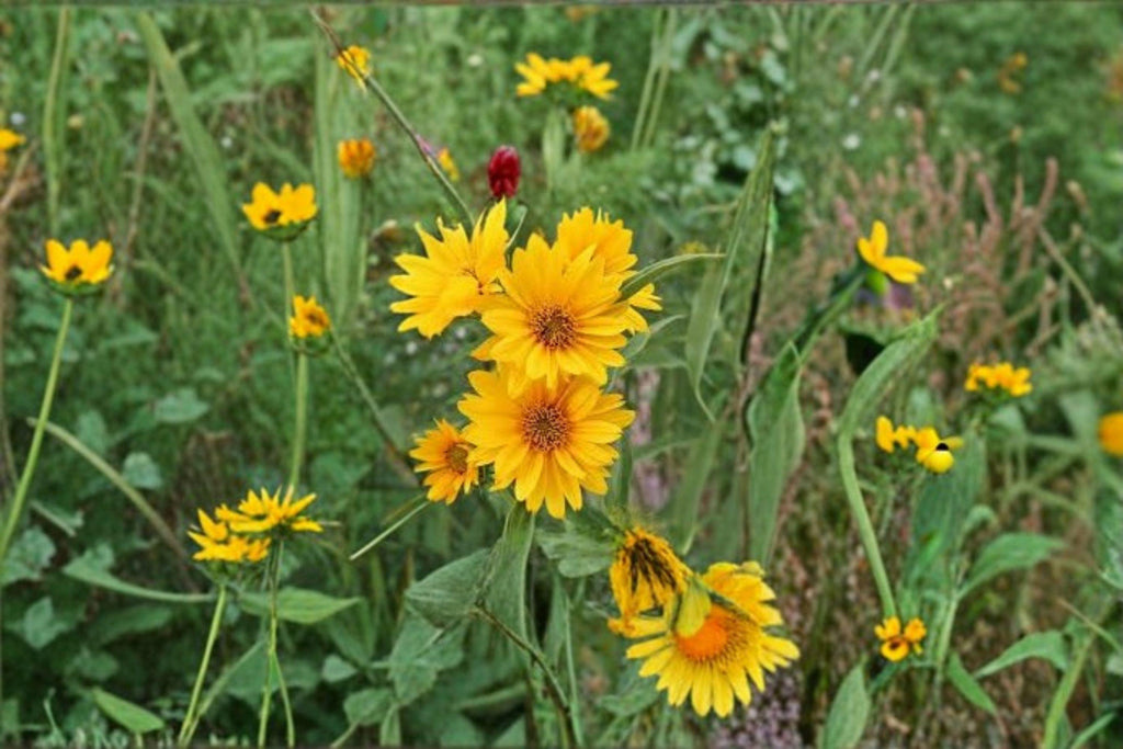 Maximilian Sunflower Seeds – Helianthus maximiliani, Native Perennial, Late Season Blooms (50 Seeds)