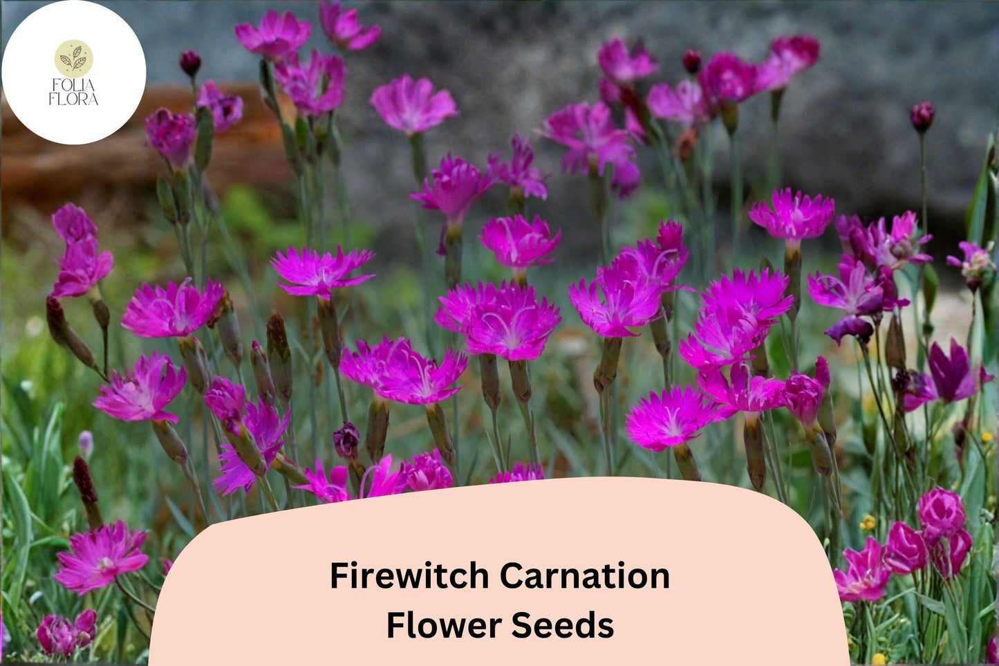 200+ Firewitch Carnation Seeds: Fragrant Pink Blooms, Hardy Perennial Garden Flowers