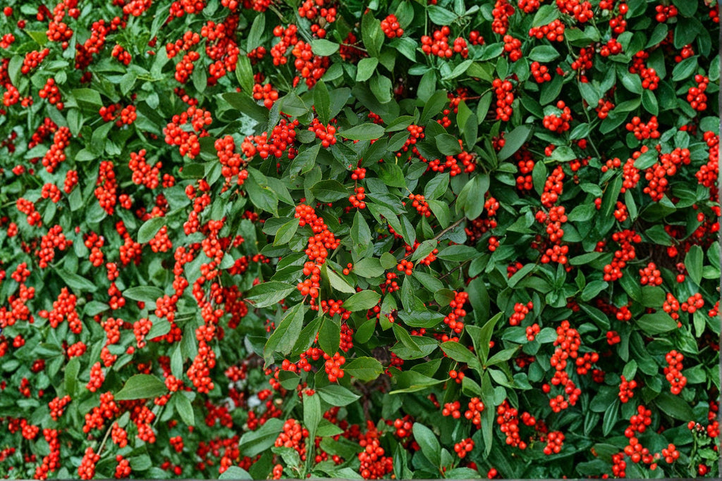 Ilex verticillata – Winterberry Holly Seeds | 25 Seeds | Wildlife-Friendly Garden Plant | Bright Red Winter Berries