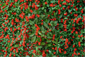 Ilex verticillata – Winterberry Holly Seeds | 25 Seeds | Wildlife-Friendly Garden Plant | Bright Red Winter Berries