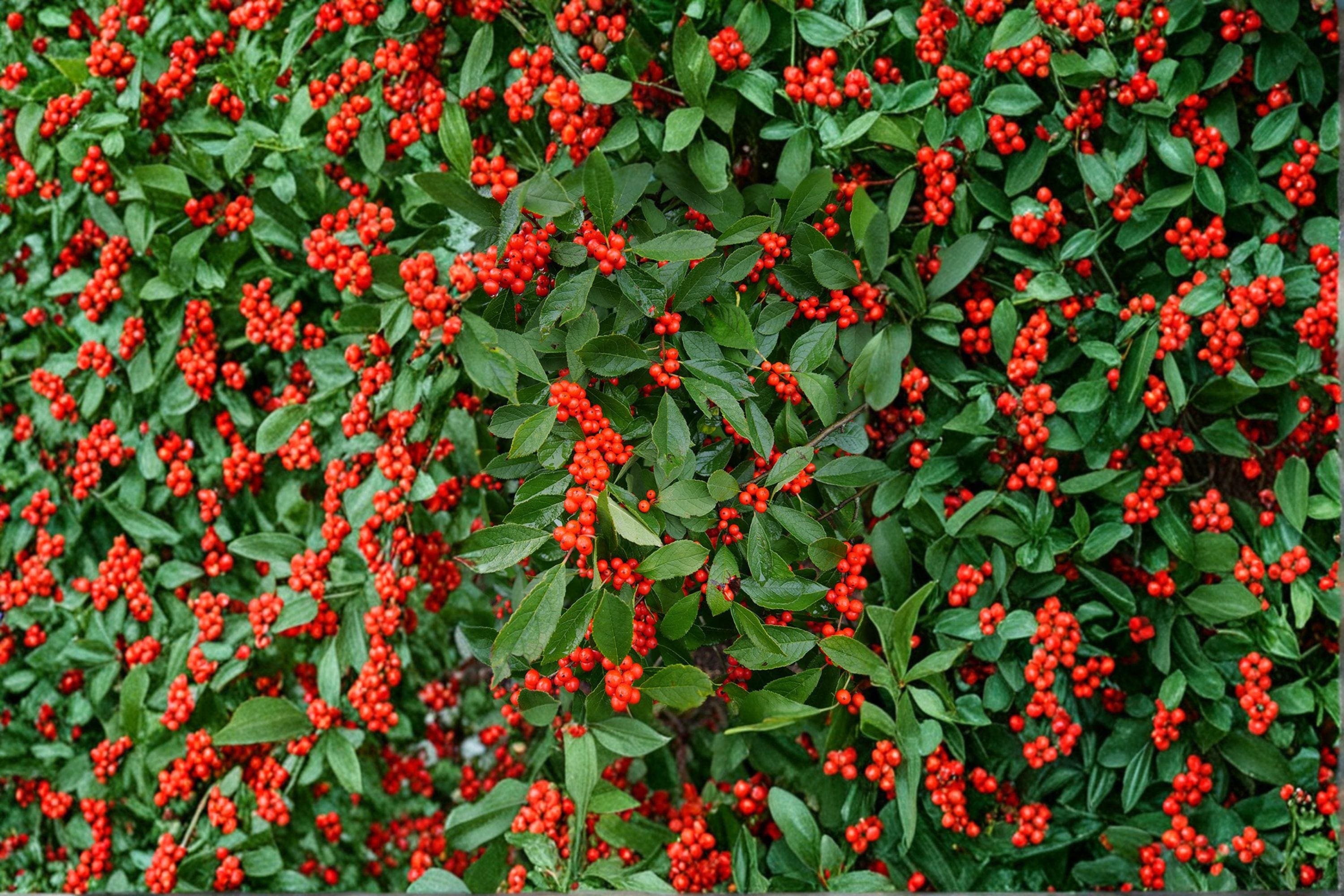 Ilex verticillata – Winterberry Holly Seeds | 25 Seeds | Wildlife-Friendly Garden Plant | Bright Red Winter Berries