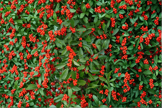 Ilex verticillata – Winterberry Holly Seeds | 25 Seeds | Wildlife-Friendly Garden Plant | Bright Red Winter Berries