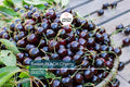 30 Fresh Black Cherry Tree Seeds - Sweet Fruit, Easy to Grow, Perfect for Home Gardens