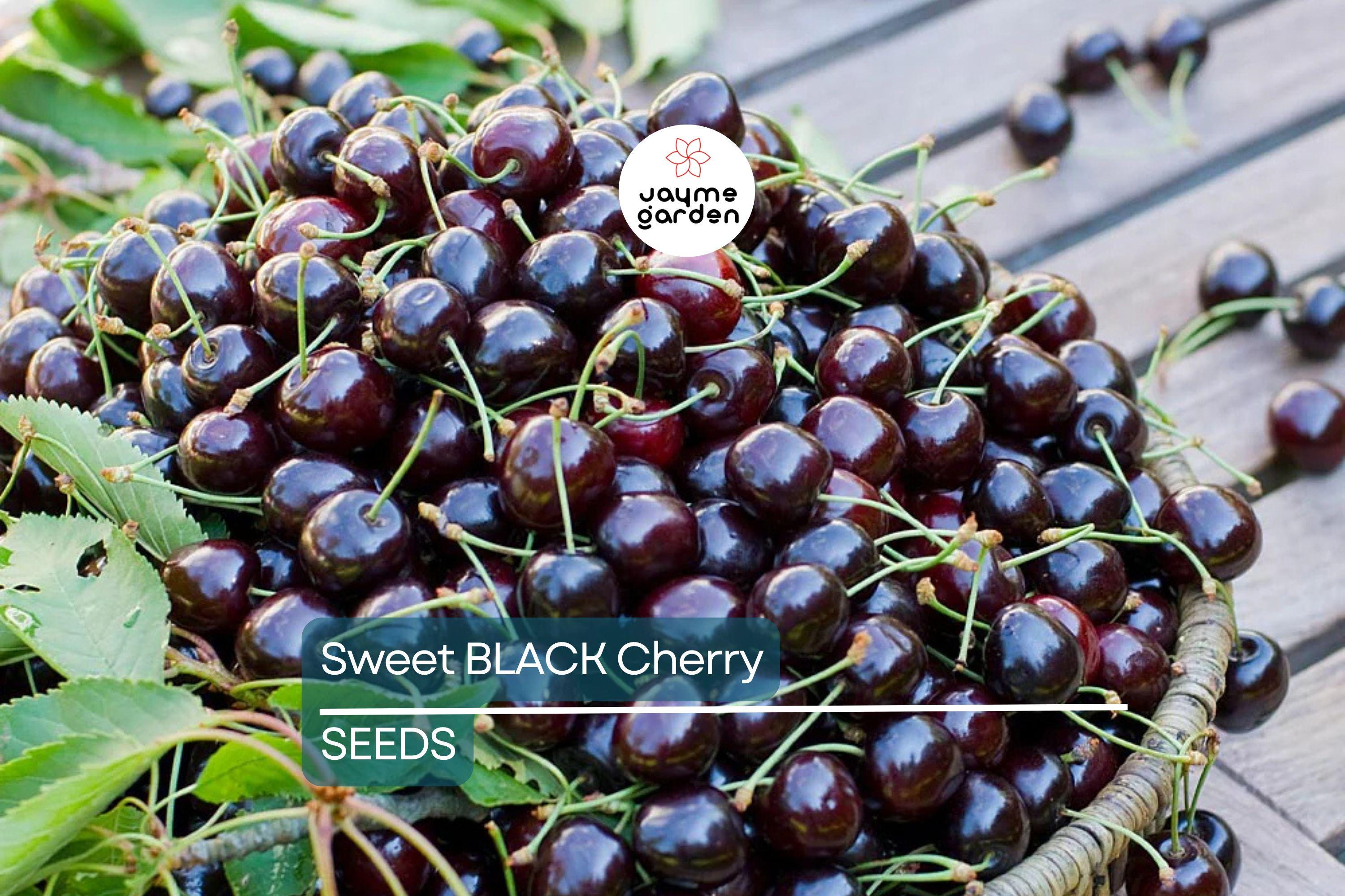 30 Fresh Black Cherry Tree Seeds - Sweet Fruit, Easy to Grow, Perfect for Home Gardens