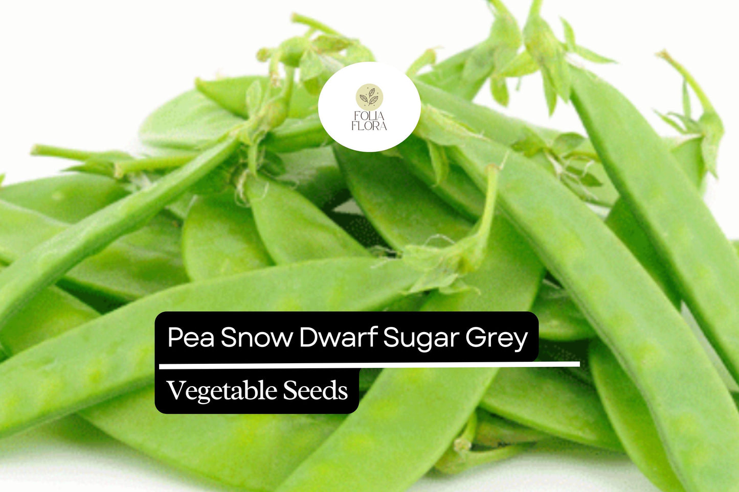 5g Pea Snow Dwarf Sugar Grey Seeds Pisum sativum | Heirloom, Non-GMO, Sweet & Tender Pods, Compact Plants, Easy to Grow