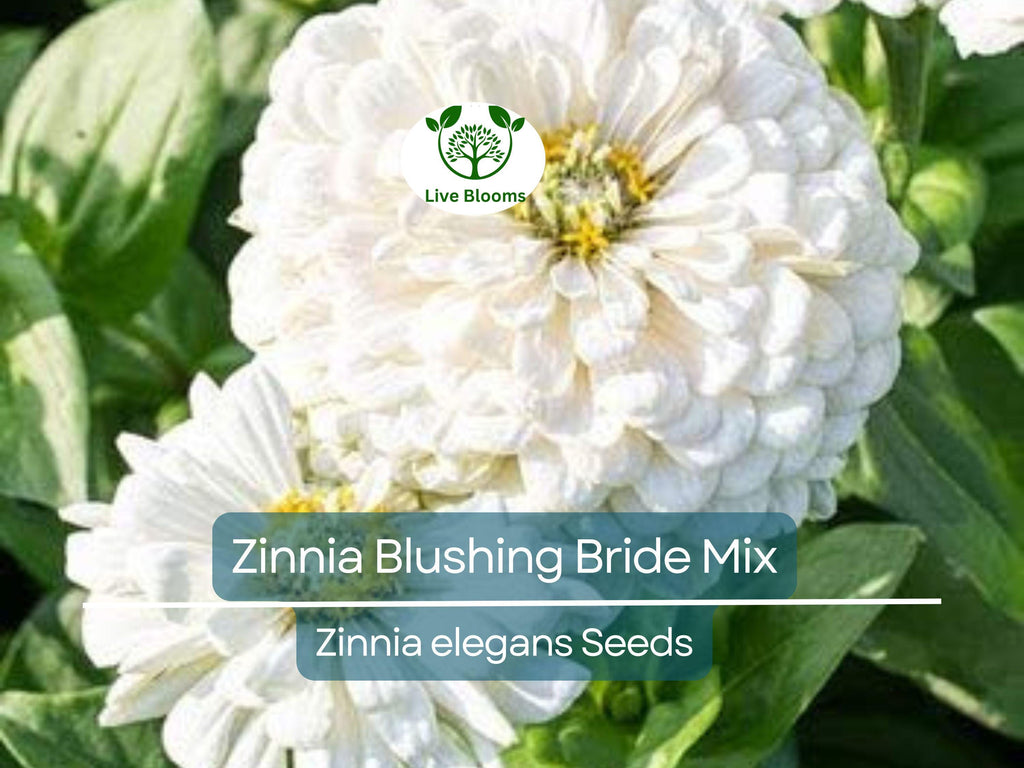 200 Seeds Zinnia Blushing Bride Mix, Cut Flowers, Pollinators, Weddings, Non-GMO, Zinnia elegans, Pink & White Blooms, Easy to Grow