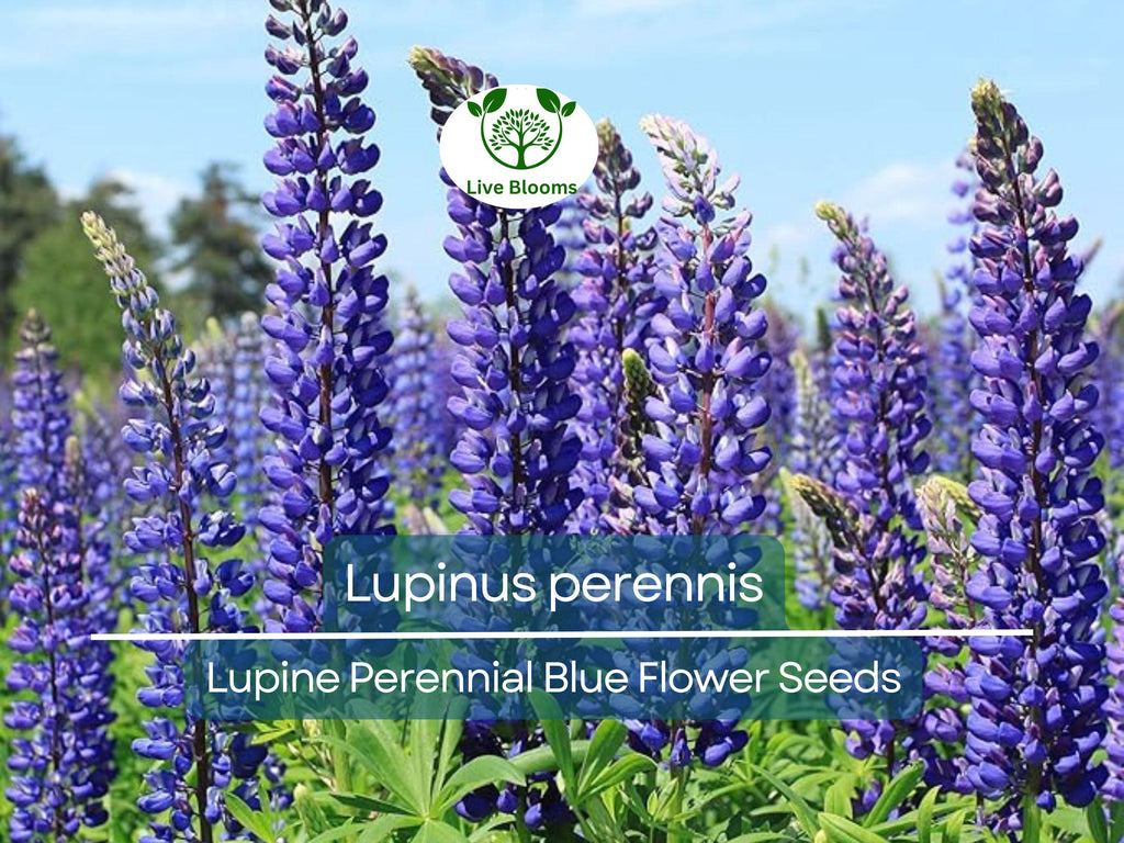 25 Seeds Lupine Perennial Blue for Planting – Lupinus perennis, Blue Flower, Hardy Plant, Easy to Grow, Attracts Pollinators, USDA Zones 3-9